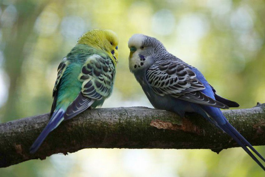 Dlaczego ptaki ozdobne powinny mieć towarzystwo?