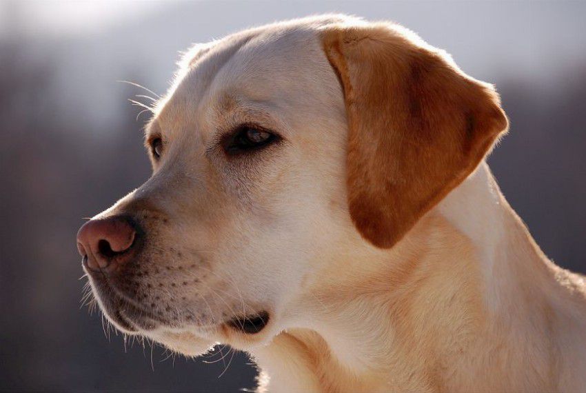 Labradory - psy o wielkich sercach i wielkich potrzebach