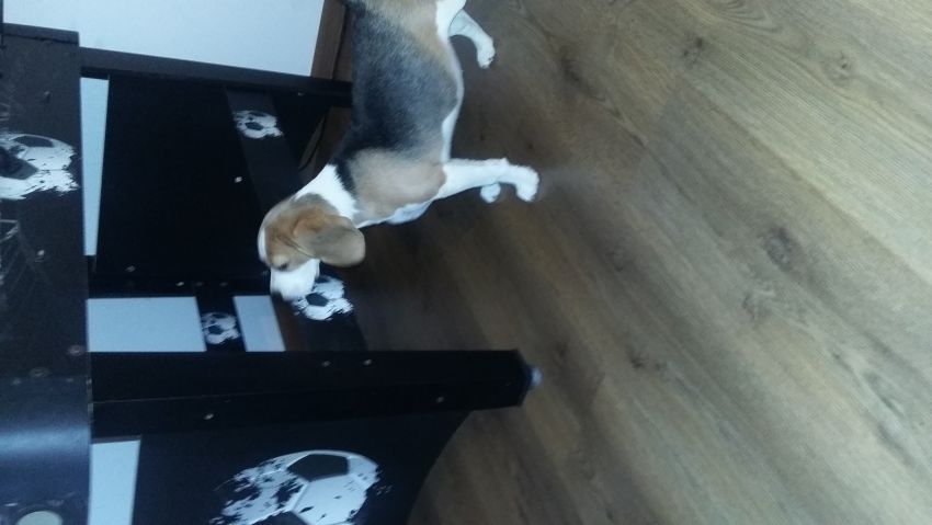 Beagle z rodowodem  ZKwP/FCI